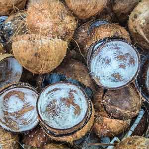 coconut-shell