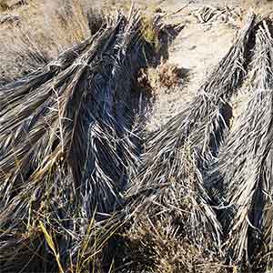 palm-tree-waste