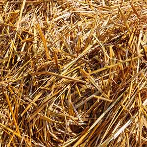 rice-straw