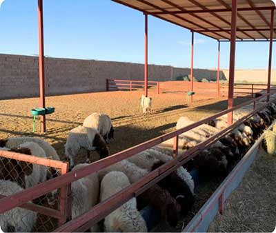 Commercial-Feed-Pellet-for-Farm